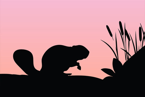 Field Guide 7: Beaver