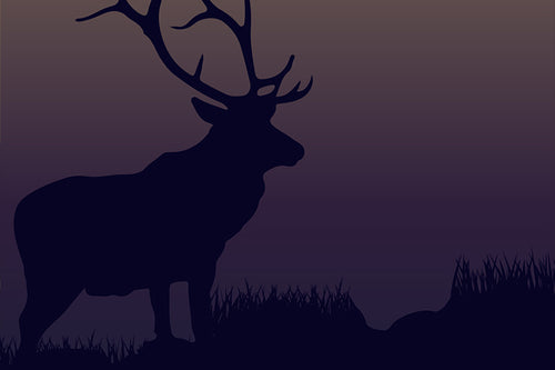 Field Guide 4: Elk