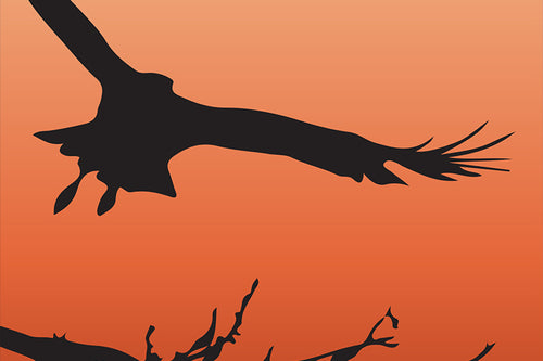 Field Guide 9: Hawk